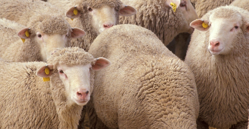 Sheep Sheep