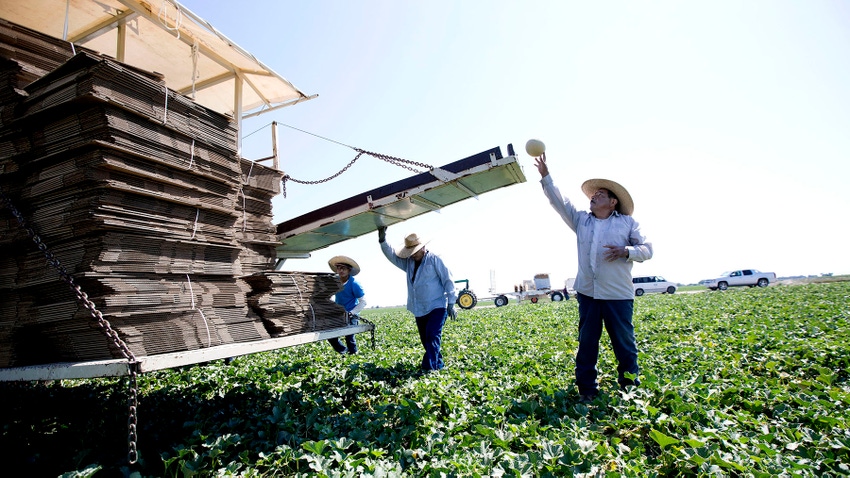 Farm workers harvesting produce