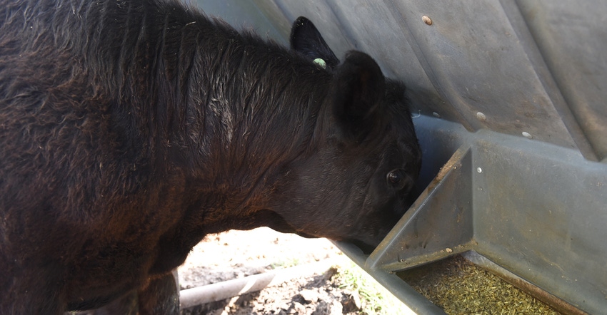 cow eating out of feed trough
