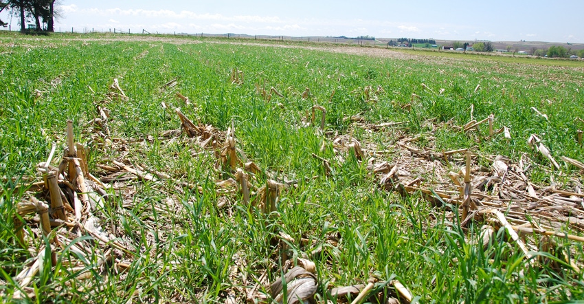 Close up of cover crops in corn field