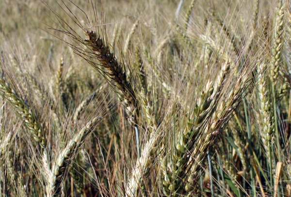 The cost, benefit of getting wheat custom harvested