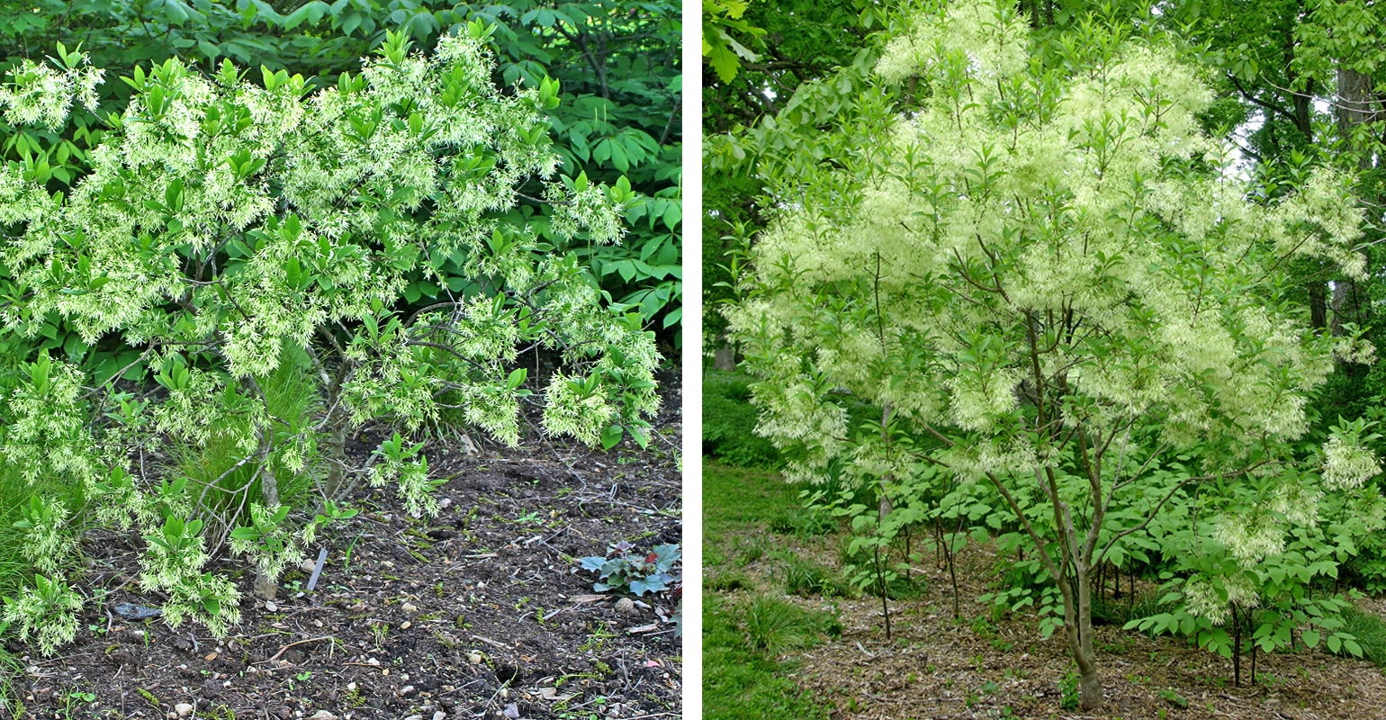 What to plant under a black walnut grove