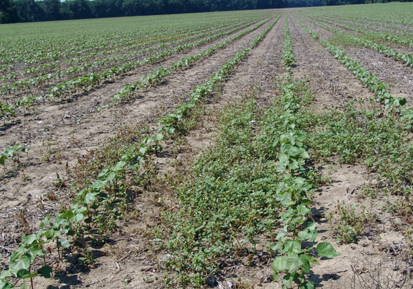 K-State research explains what is going on within Palmer amaranth ...