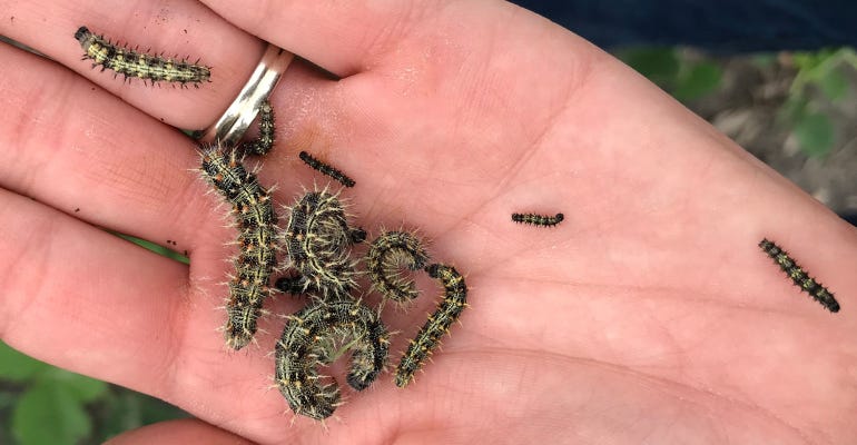 handful of thistle caterpillars of various sizes