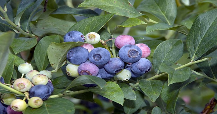 Disease threatens blueberry crop | Farm Progress
