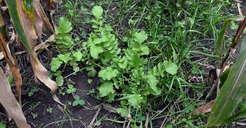 cover crops planted within corn field