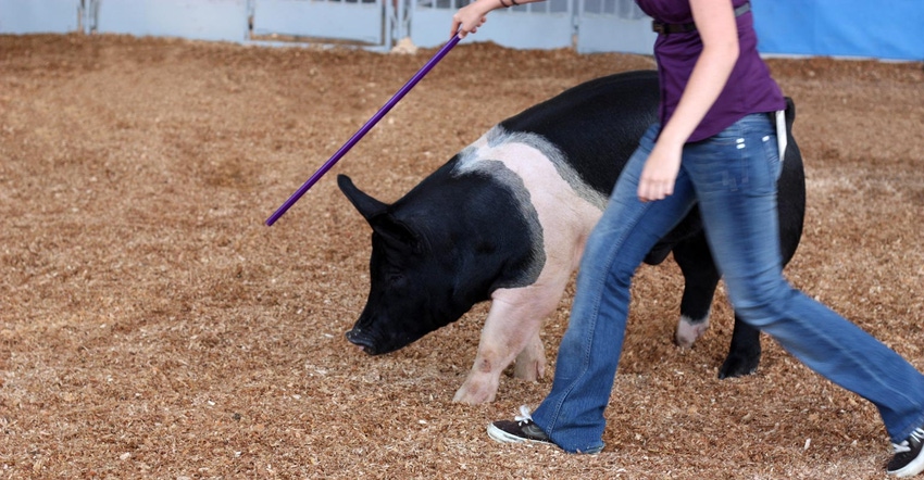 A woman showing a hog at a fair