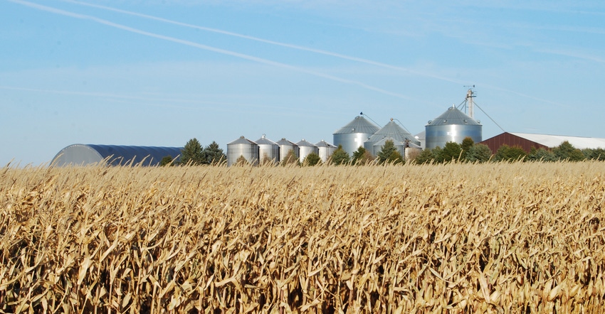 Cornfield with grain silos in background Cornfield with grain silos in background
