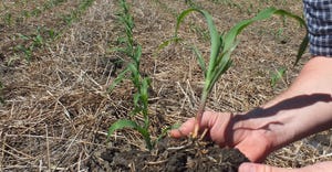 corn seedlings in hand and in field
