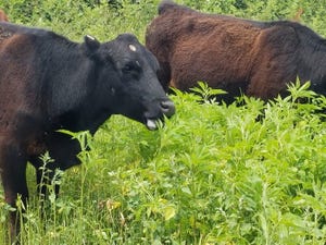 Cows eating giant ragweed