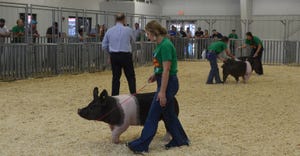 Young adults showing hogs at Nebraska State Fair