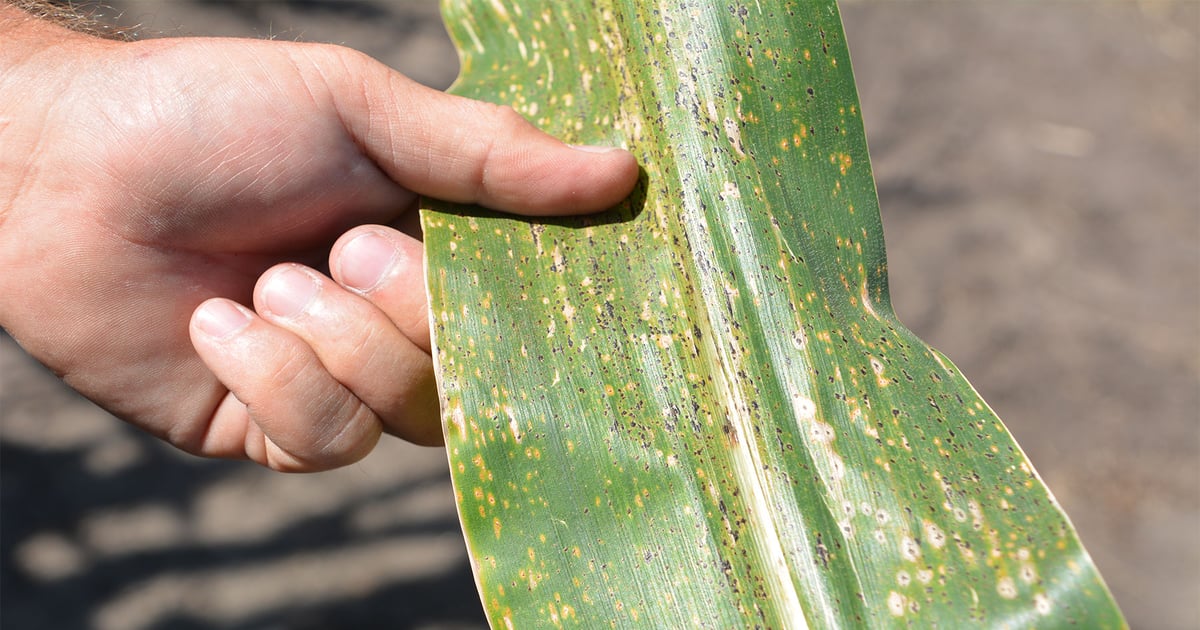 Southern rust: 2025's top corn disease in Midwest