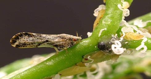 Planning best roadmap for invasive species control | Farm Progress