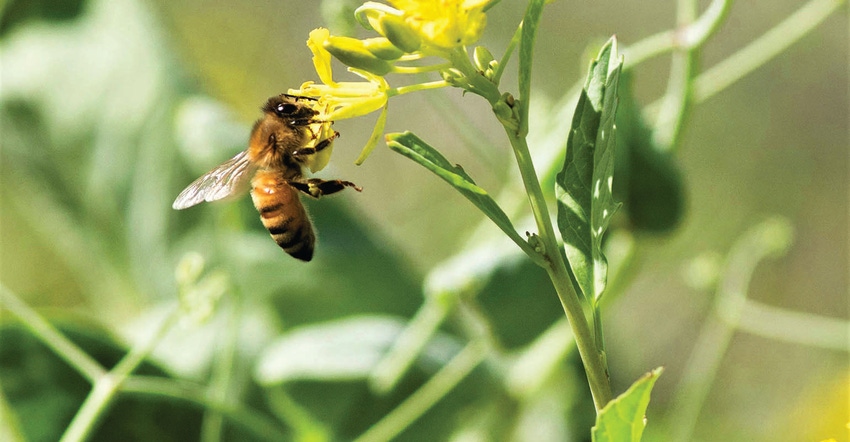 TNFP0616-ProjectApisM-bees.jpg TNFP0616-ProjectApisM-bees.jpg