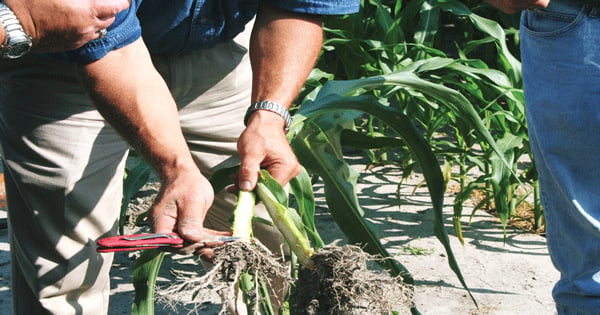 Rising prices make corn insect control more beneficial
