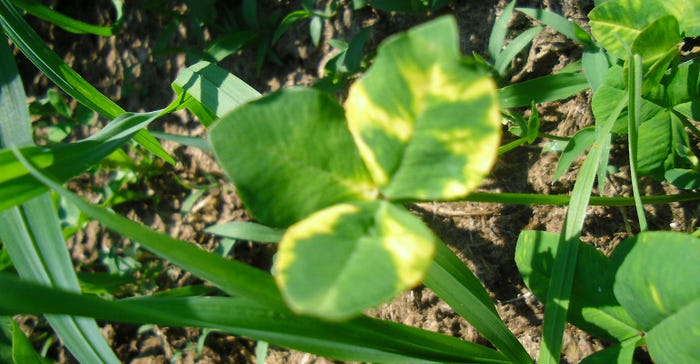 Close up of irregular yellow markings on clover 