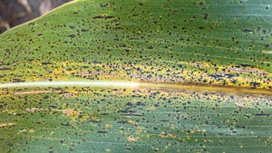dark, irregularly shaped tar spot on corn leaf