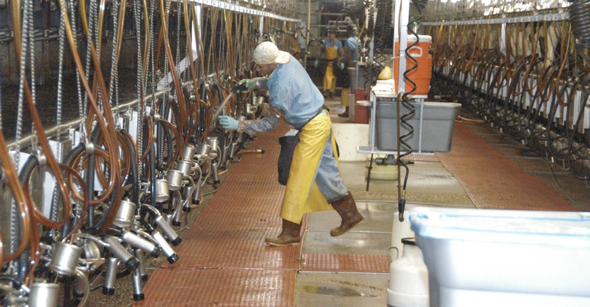 inside a dairy milking facility