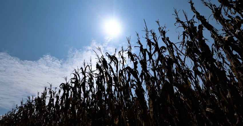 20210730_Field_Crops_LM_0380.jpg 20210730_Field_Crops_LM_0380.jpg