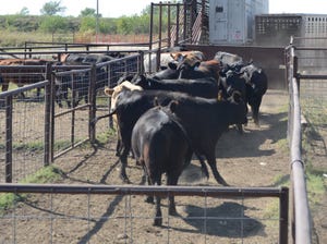 Cattle working facilities