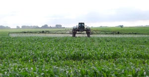 Sprayer in cornfield
