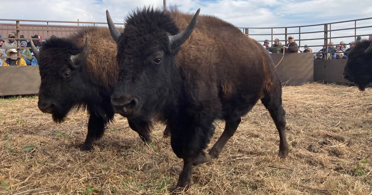 Sold! Buyers bid on bison | Farm Progress