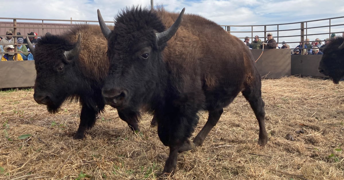 Bison Stack Sold! Buyers bid on bison | Farm Progress
