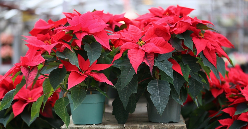 Christmas-poinsettia-GettyImages-497054432.jpg Christmas-poinsettia-GettyImages-497054432.jpg