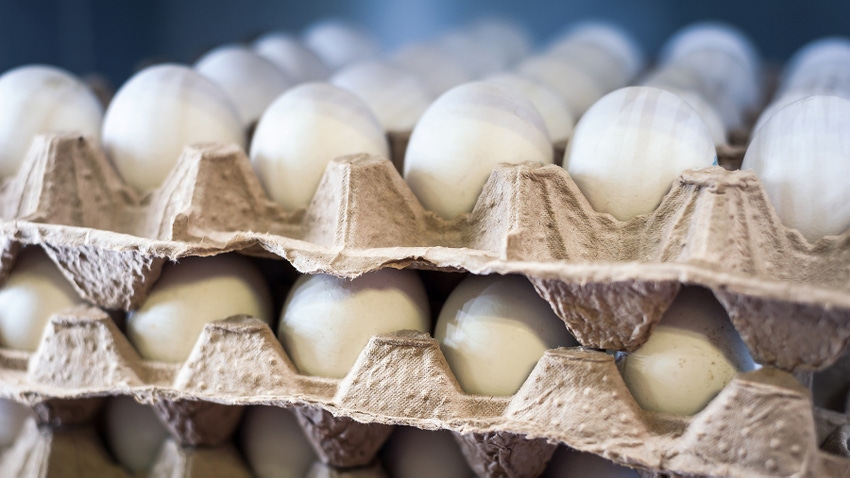 Eggs Eggs