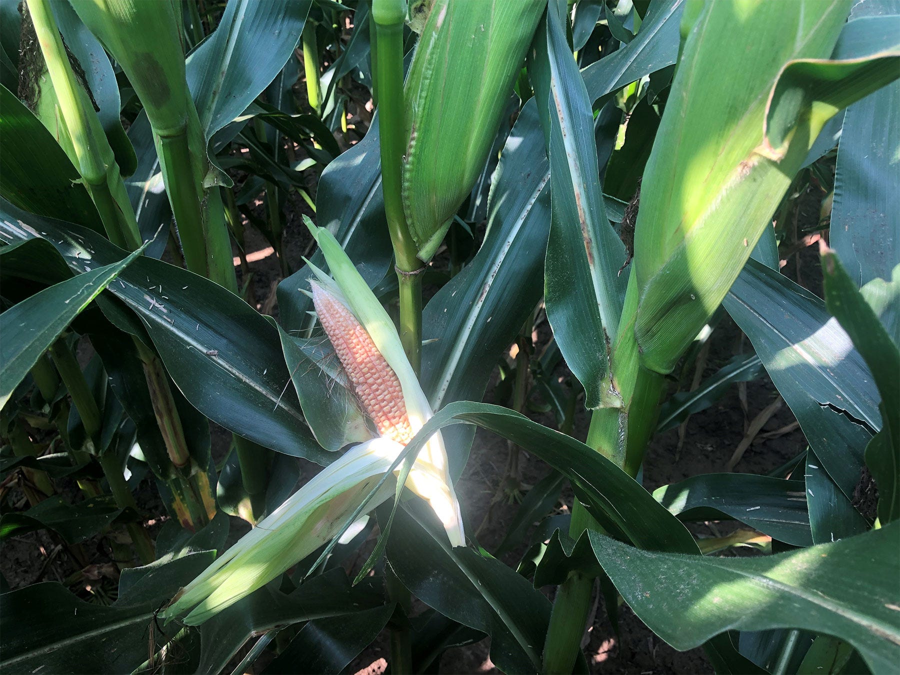 ear of corn still on the stalk but with no kernels ear of corn still on the stalk but with no kernels