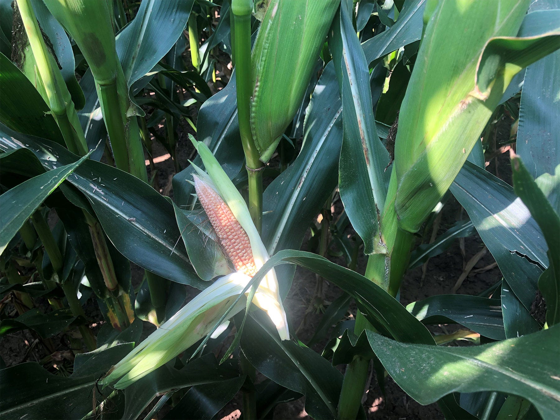 ear of corn still on the stalk but with no kernels