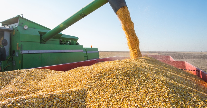 Auger loading corn into grain cart