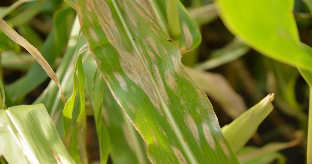 Usda Crop Production Report