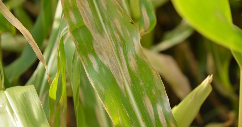 Usda Crop Production Report Usda Crop Production Report