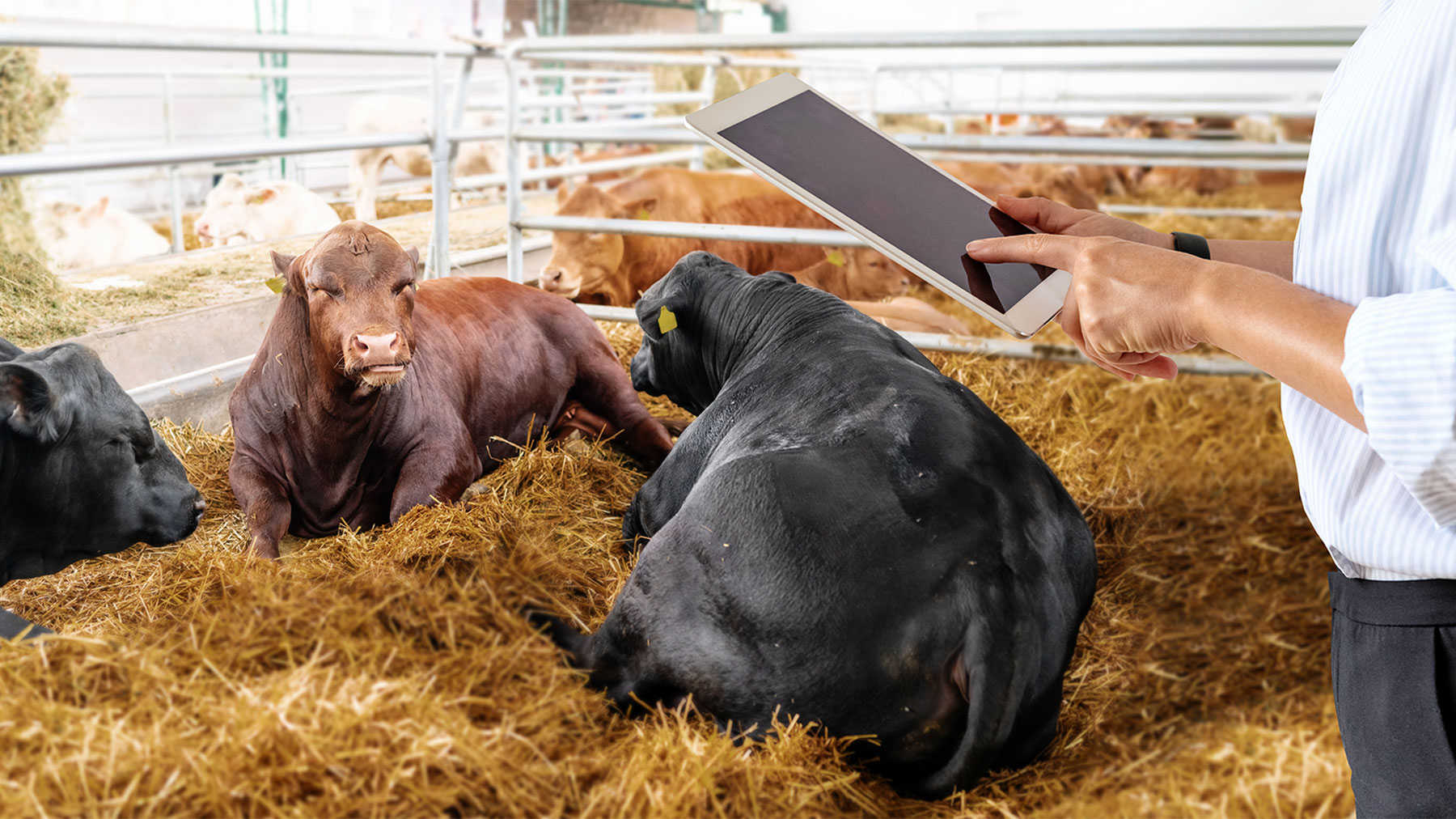 Person using digital tablet in beef farm with bulls in paddock