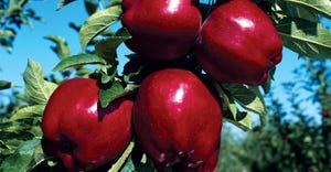 red apples on tree