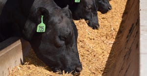 Closeup of cattle at feeding bunker