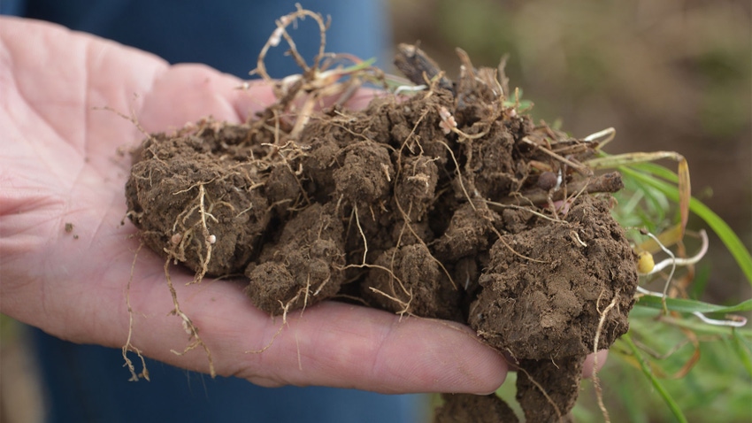 hand holding a mound of soil with crop roots poking through