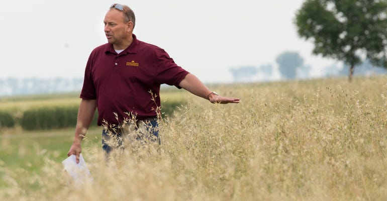Jochum Wiersma, U-M Extension agronomist in wheat field