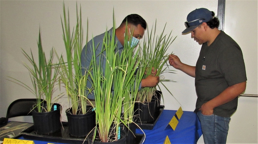 WFP-hearden-weedy-rice-100221-2.JPG WFP-hearden-weedy-rice-100221-2.JPG