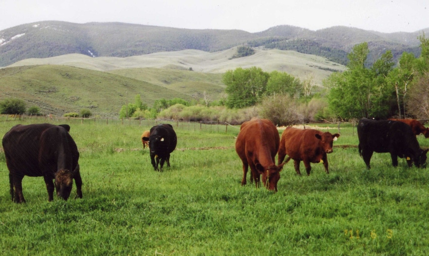 Cattle grazing Cattle grazing