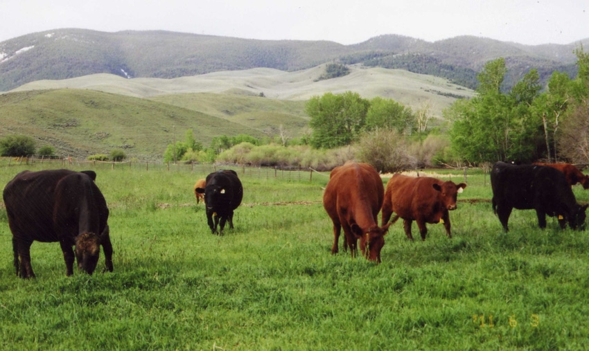 Cattle grazing