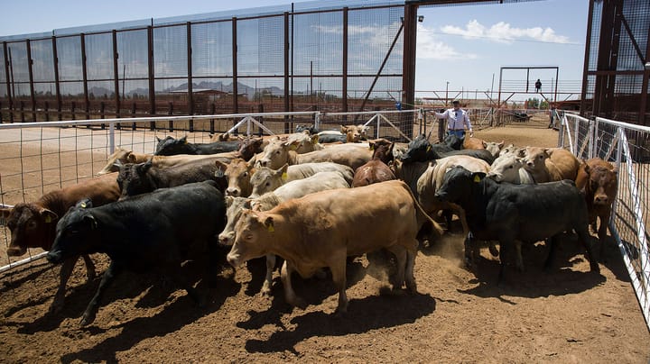 New World screwworm: Ranchers’ views from both sides of the border