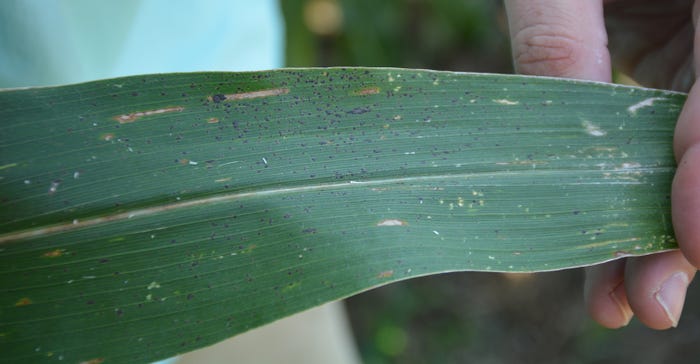 signs of tar spot on corn leaf