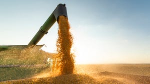 Auger unloading corn at harvest