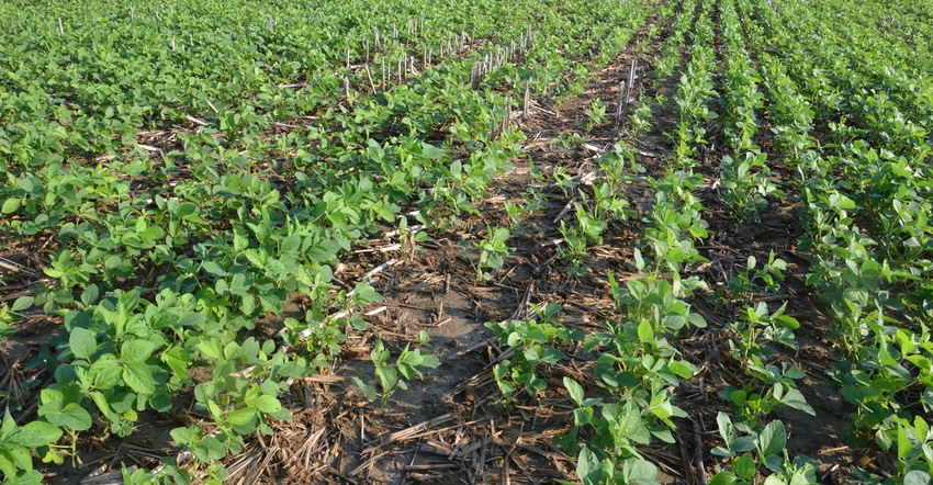 soybeans in field
