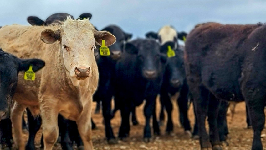 cattle-pasture