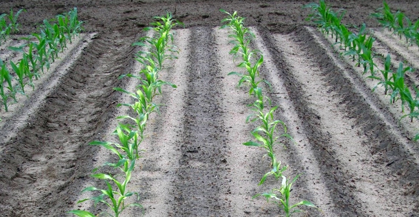 prostko-corn-counter-herbicide-1-a.jpg prostko-corn-counter-herbicide-1-a.jpg