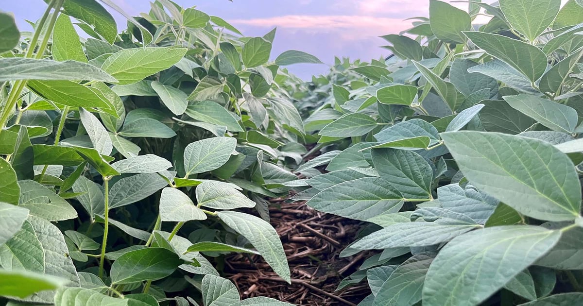 Wet weather pushes early nitrogen applications