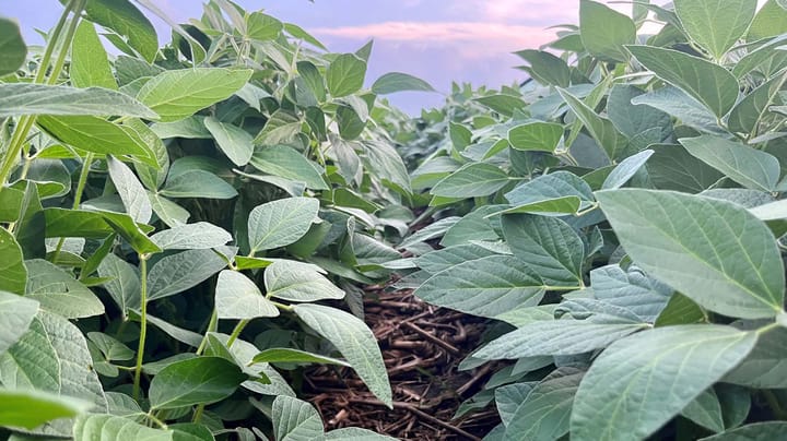 Wet weather pushes early nitrogen applications as farmers manage super-sized weeds